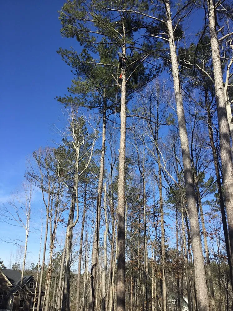 Trusted lawn mowing service experts serving Cartersvlle, GA - J.M.S. Tree Removal