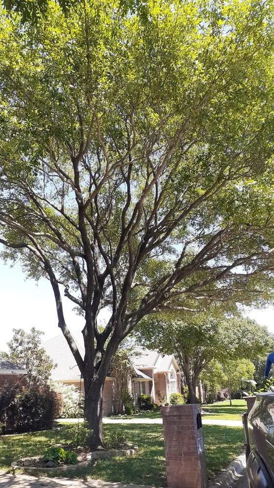 Reliable yard cleanup service near you across Mansfield, TX - JMS Tree Service