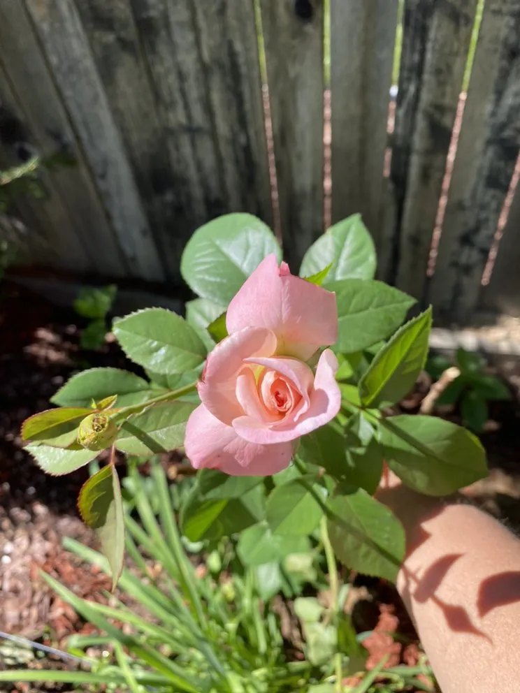 Custom landscaping services in Littleton, CO by JMYLandscaping