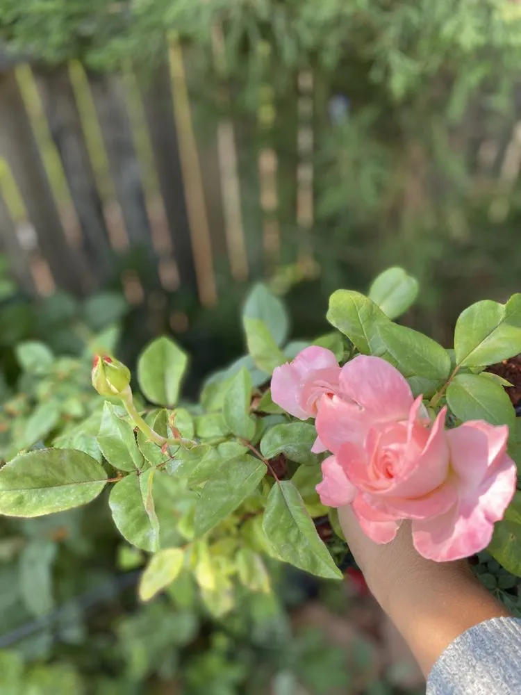 Trusted residential landscaping in Littleton, CO by JMYLandscaping