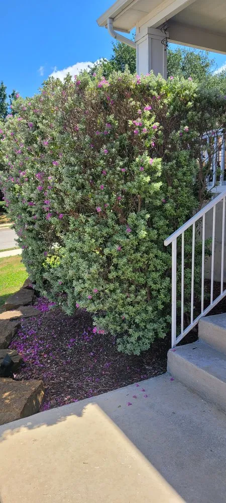 Custom outdoor landscaping for homes in San Antonio, TX by JMZ Pressure Washing