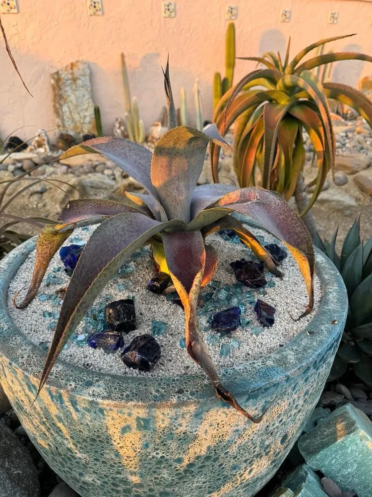 Expert lawn care service in Chula Vista, CA - JN Landscape Services