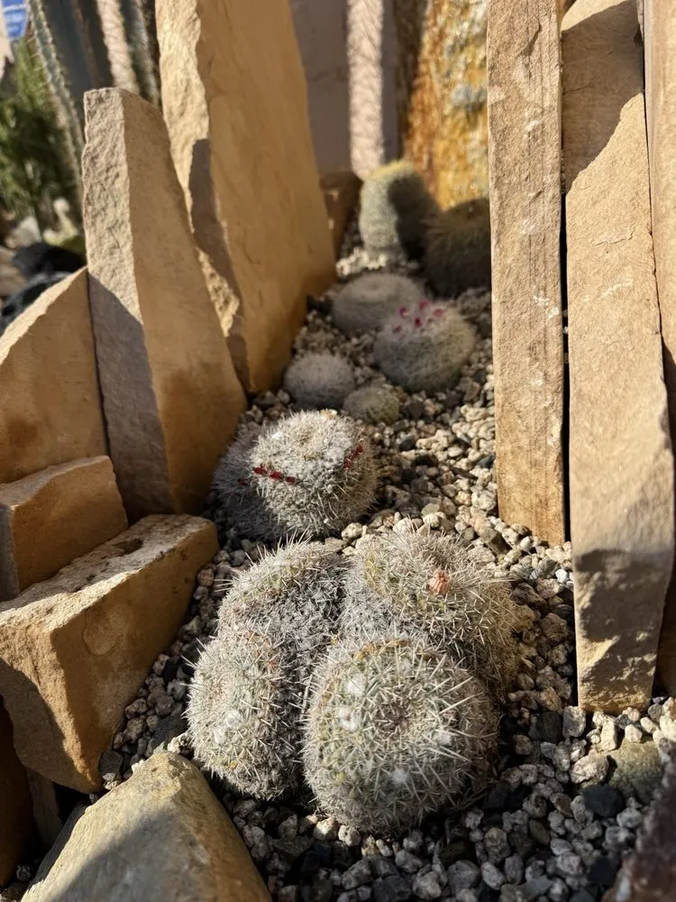 Expert outdoor landscaping with custom design in Chula Vista, CA by JN Landscape Services