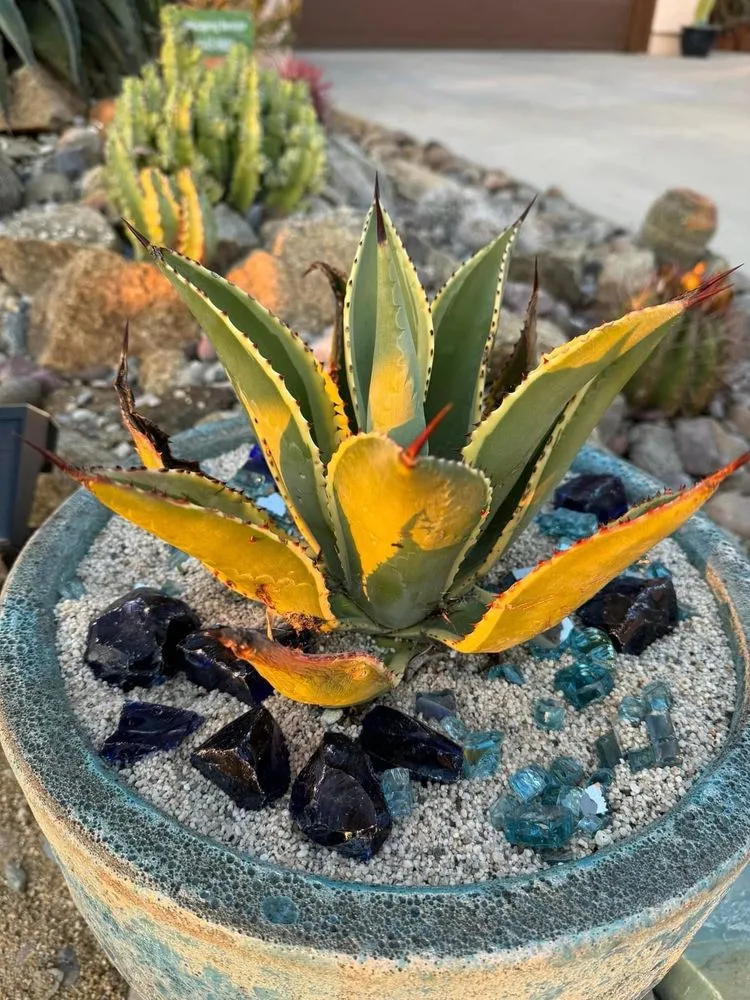 Top-rated landscape design for year-round maintenance in Chula Vista, CA by JN Landscape Services