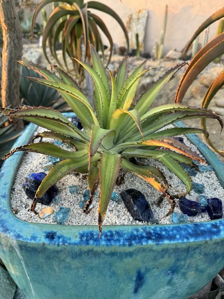 Custom outdoor landscaping in Chula Vista, CA by JN Landscape Services