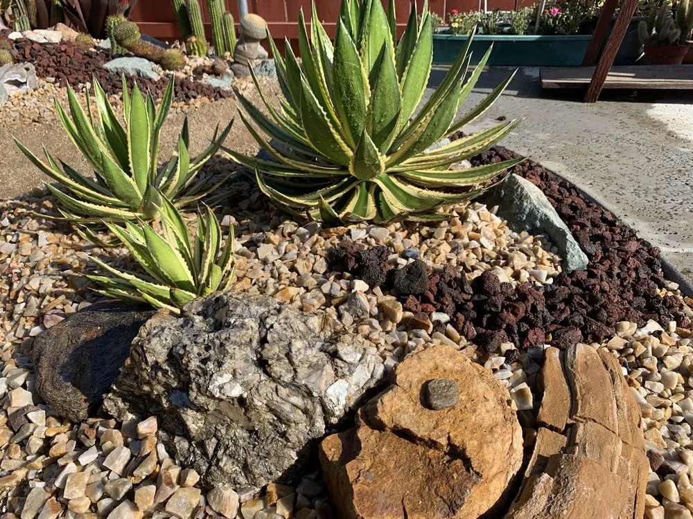 Top-rated lawn care service for residential properties in Chula Vista, CA by JN Landscape Services