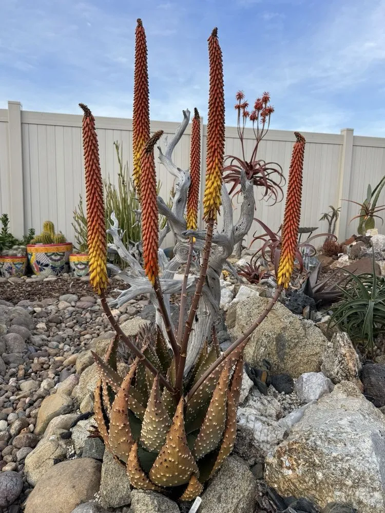 Trusted lawn care service experts serving Chula Vista, CA - JN Landscape Services