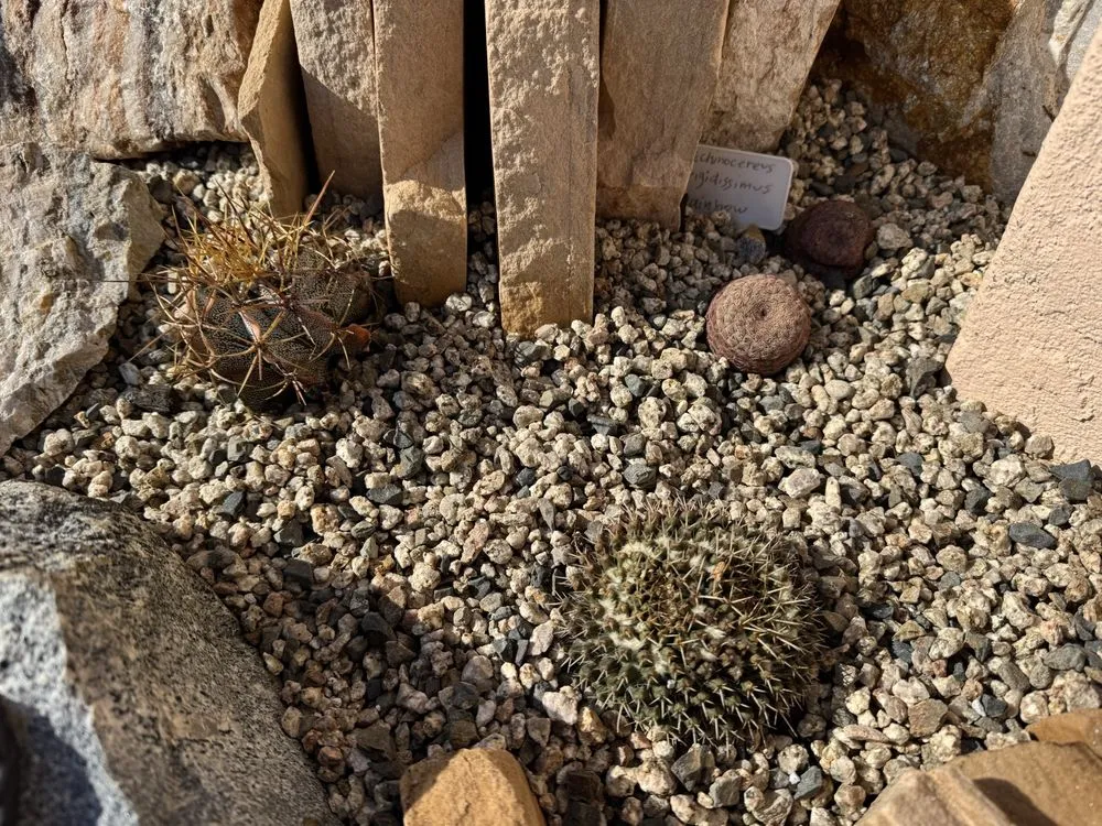 Reliable lawn care service in Chula Vista, CA by JN Landscape Services