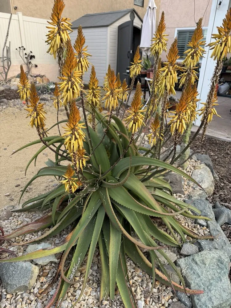 Top-rated lawn care service experts serving Chula Vista, CA - JN Landscape Services