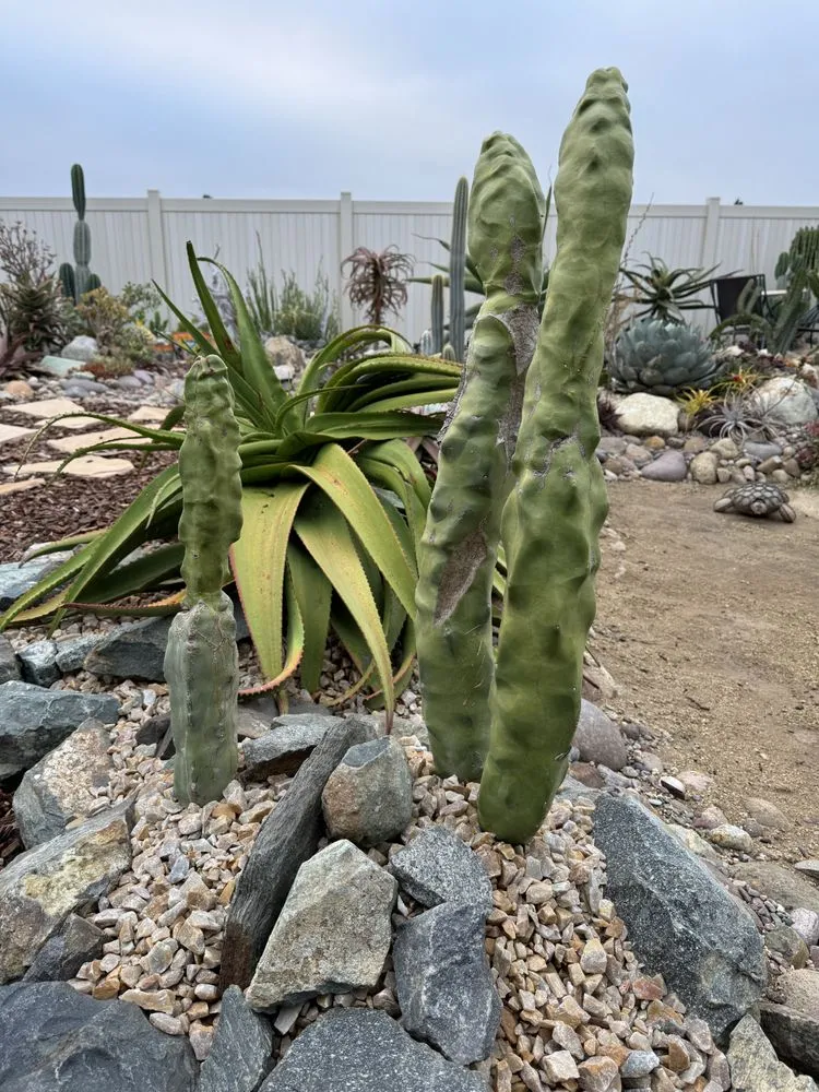 Affordable lawn care service in Chula Vista, CA - JN Landscape Services