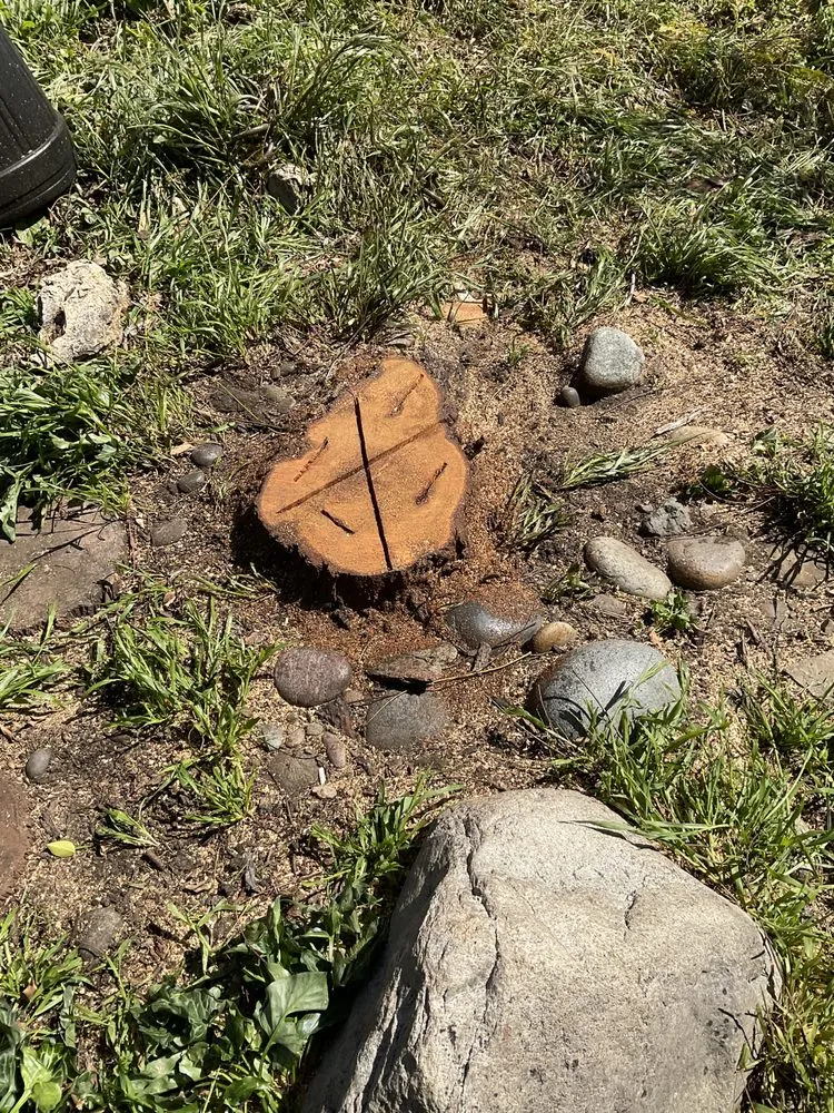 Custom yard cleanup service for homes across Fontana, CA - JN Landscaping & Tree Service