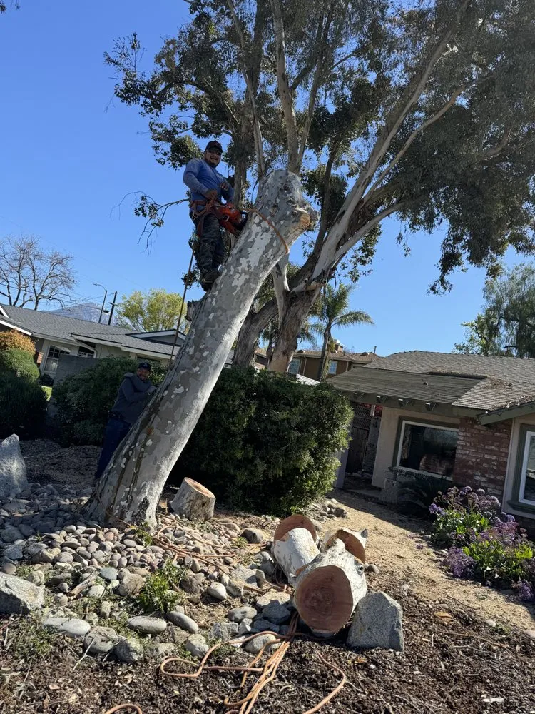 Top-rated residential landscaping in Fontana, CA by JN Landscaping & Tree Service