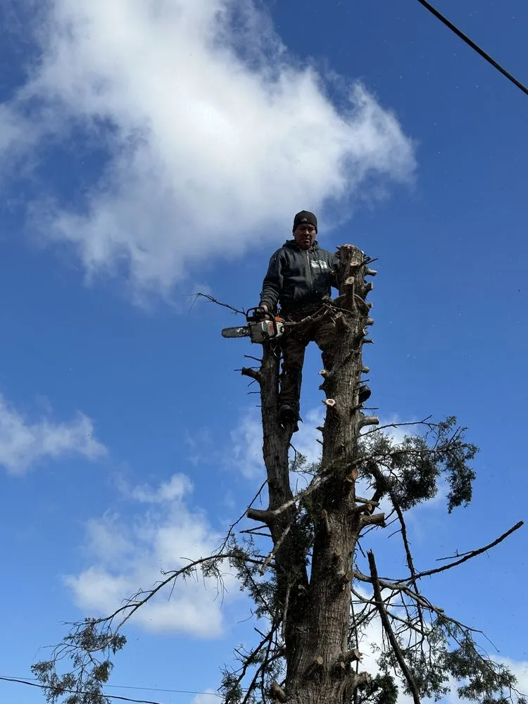 Affordable yard cleanup service in Lemont, IL - JN Landscaping & Tree services