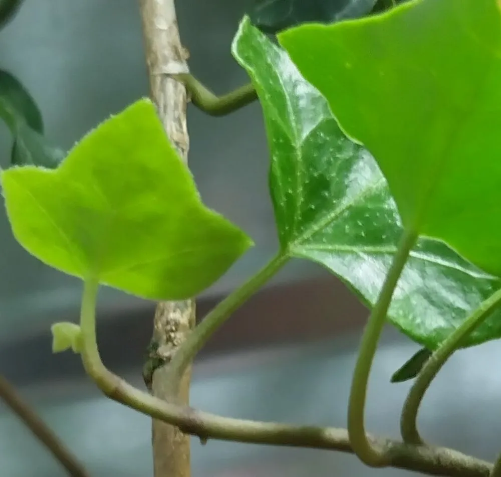 Local garden landscaping experts serving Auburn, CA - Jn landscaping