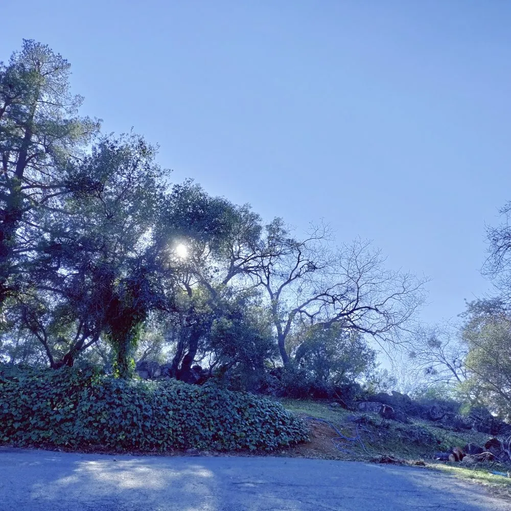 Affordable landscape design experts serving Auburn, CA - Jn landscaping