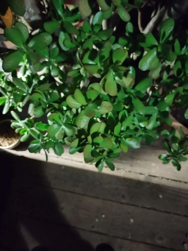 Professional lawn care service for residential properties in Auburn, CA by Jn landscaping