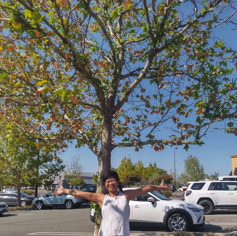 Professional lawn care service in Auburn, CA - Jn landscaping