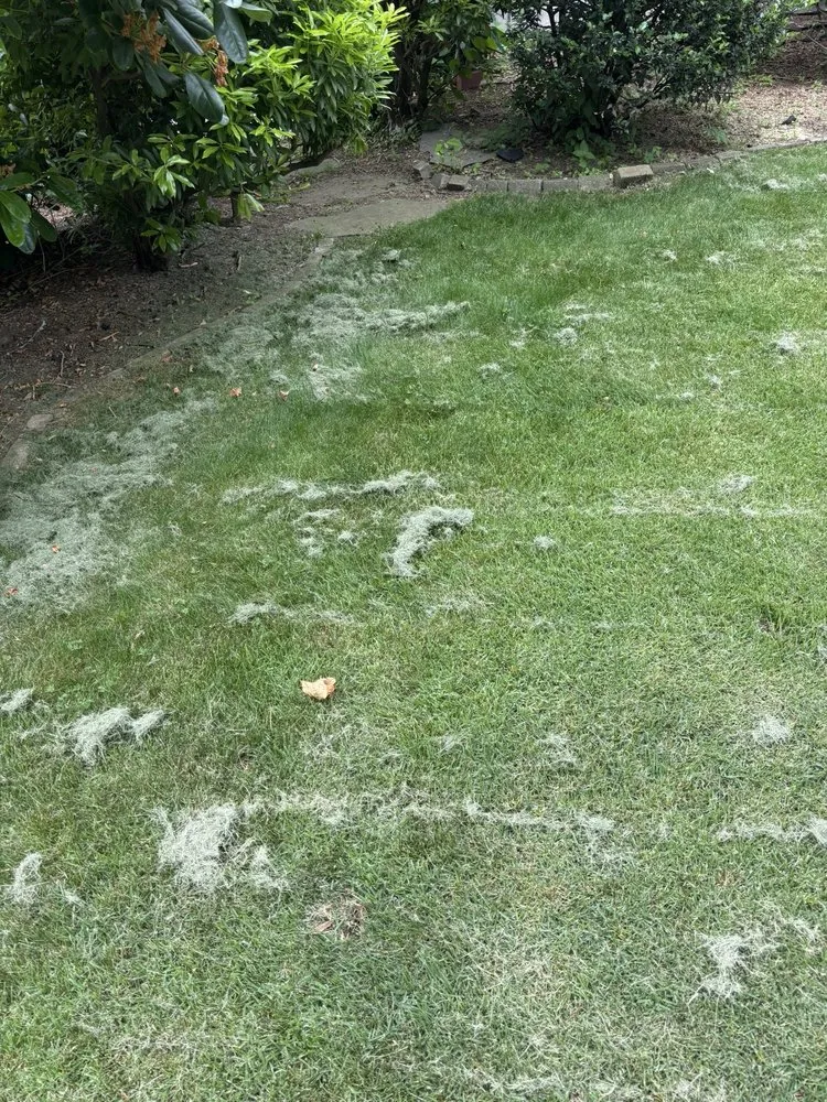 Trusted lawn mowing service for beautiful yards in Boston, MA by J&N Landscaping Solutions