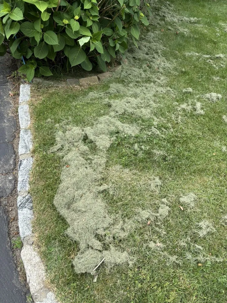 Affordable yard cleanup service for residential properties across Boston, MA - J&N Landscaping Solutions