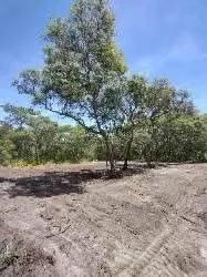 Top-rated landscaping services for beautiful yards across Silver Springs, FL - JN Tree Service