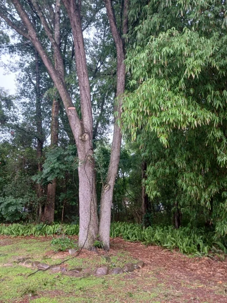 Affordable lawn care service for homes in Silver Springs, FL by JN Tree Service