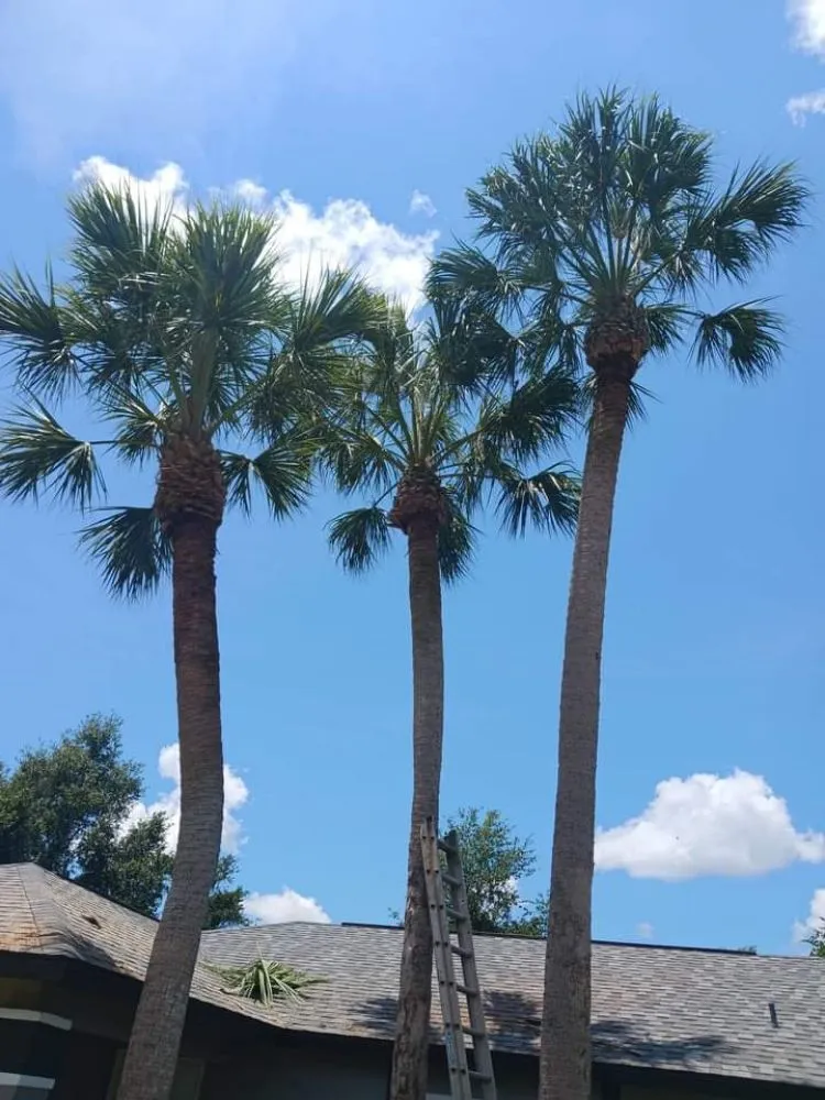 Professional outdoor landscaping for year-round maintenance across Silver Springs, FL - JN Tree Service
