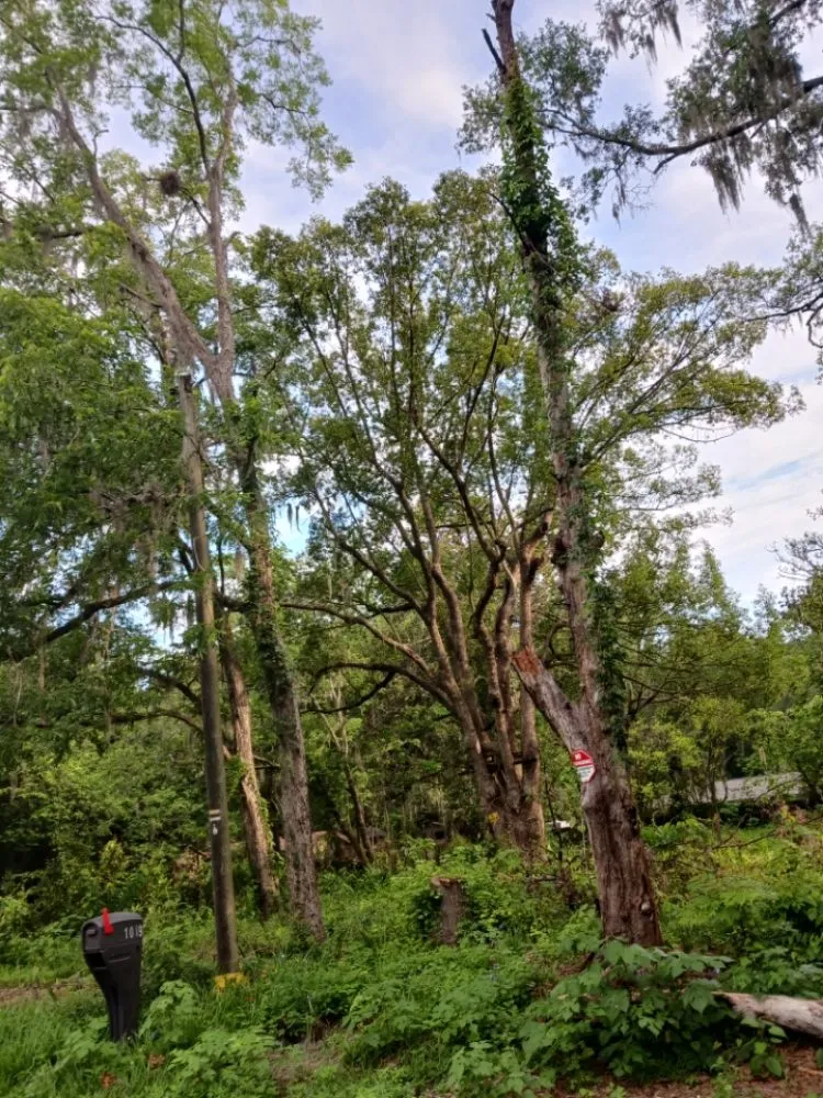 Expert landscaping services experts serving Silver Springs, FL - JN Tree Service