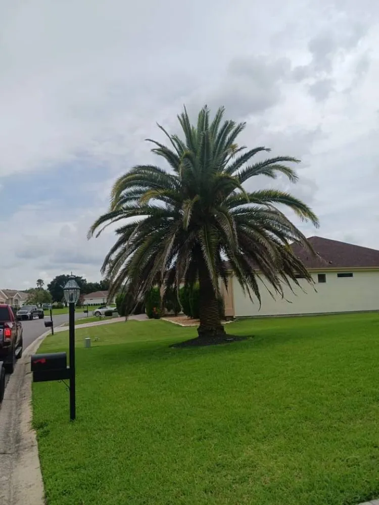 Trusted residential landscaping experts serving Silver Springs, FL - JN Tree Service