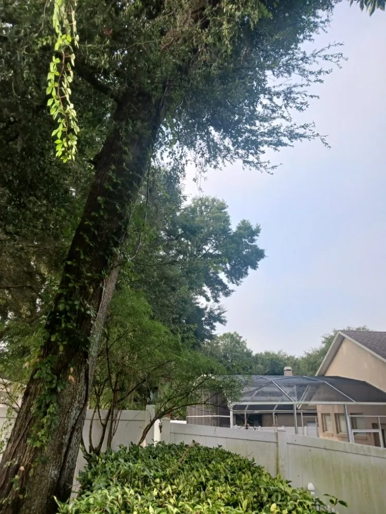 Professional yard cleanup service experts serving Silver Springs, FL - JN Tree Service