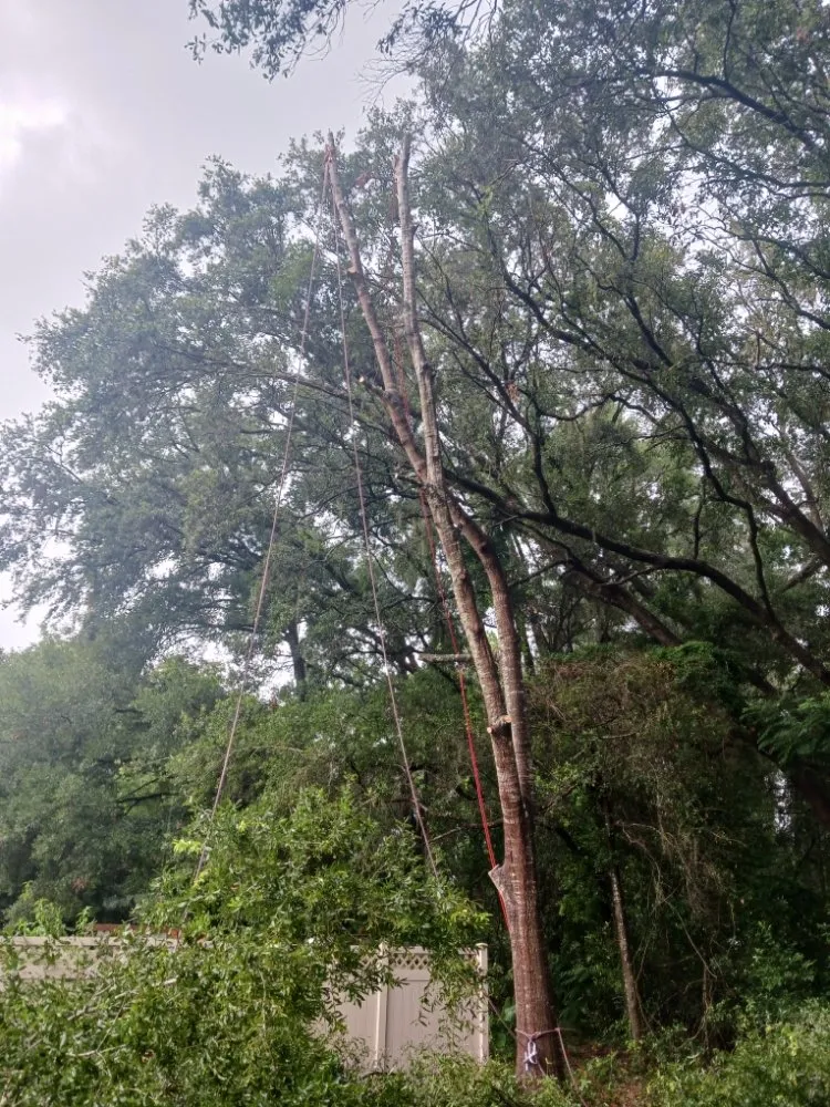 Local outdoor landscaping in Silver Springs, FL by JN Tree Service