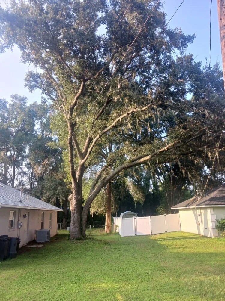 Professional lawn mowing service in Silver Springs, FL - JN Tree Service