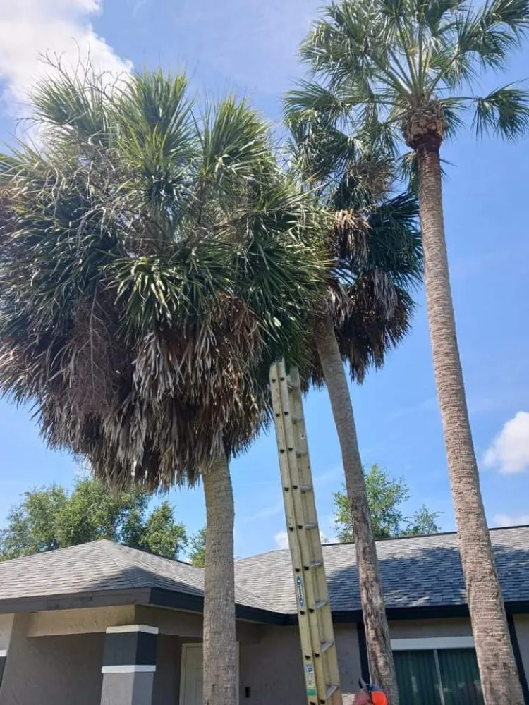 Professional lawn mowing service in Silver Springs, FL - JN Tree Service