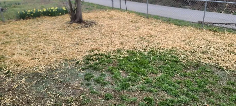 Professional residential landscaping with custom design in Battlefield, MO by JNB Lawn Care