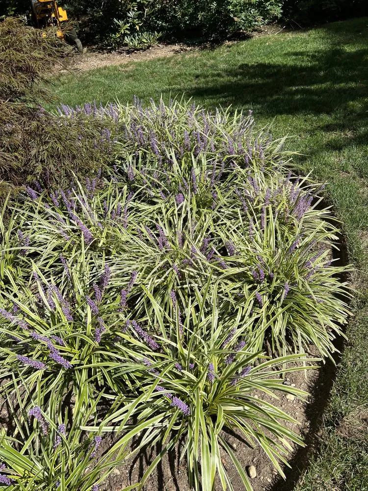 Reliable landscaping services in Brentwood, NY by JNC Landscaping