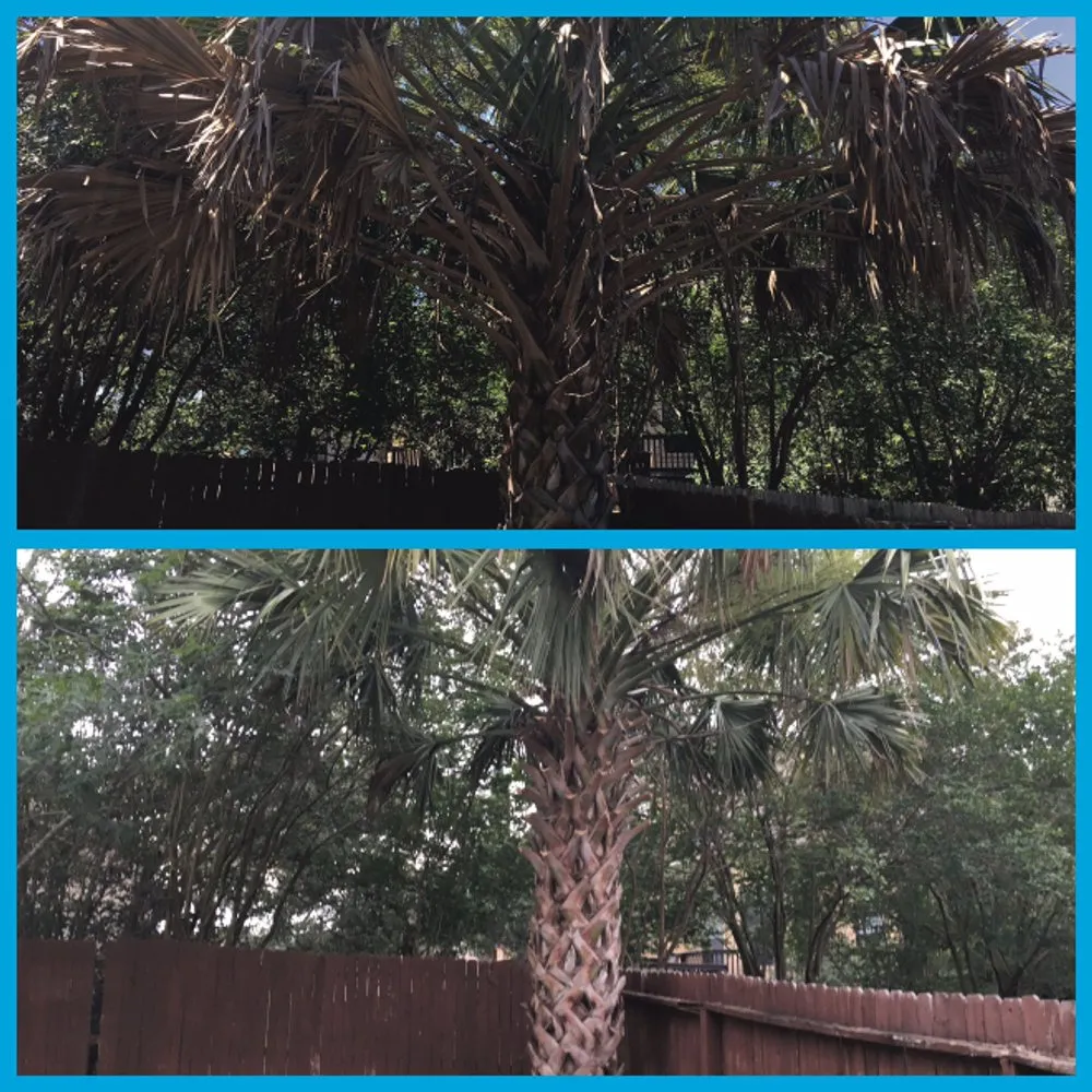 Reliable landscaping services in San Antonio, TX by JNE Landscaping