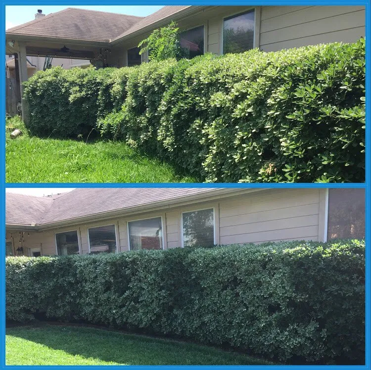 Expert lawn care service in San Antonio, TX - JNE Landscaping