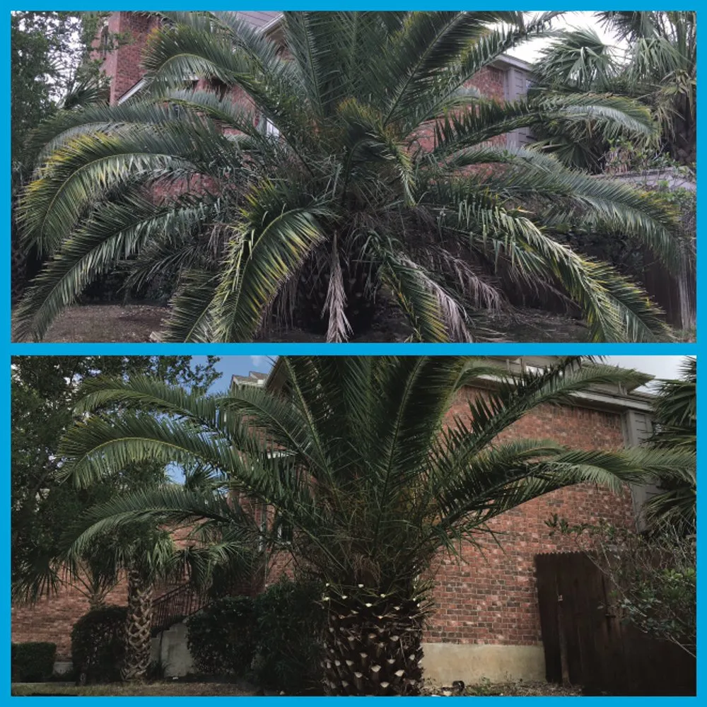 Expert landscape installation in San Antonio, TX - JNE Landscaping