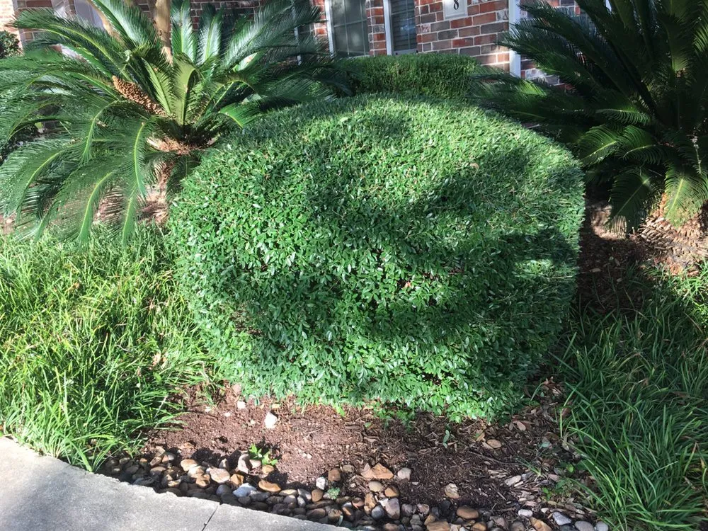 Affordable landscape design in San Antonio, TX by JNE Landscaping