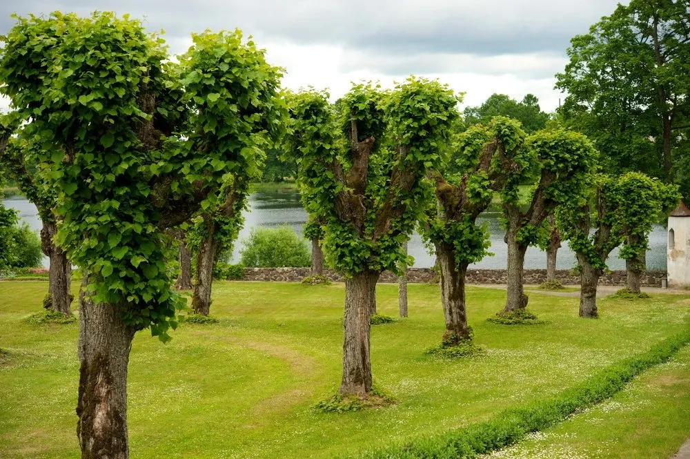 Professional lawn care service for outdoor upgrades across Lake Worth Beach, FL - JNG Landscaping