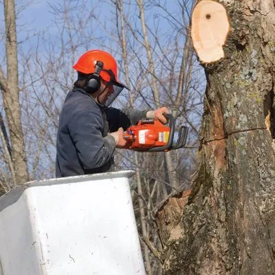 JNG Tree Service and Landscaping Logo