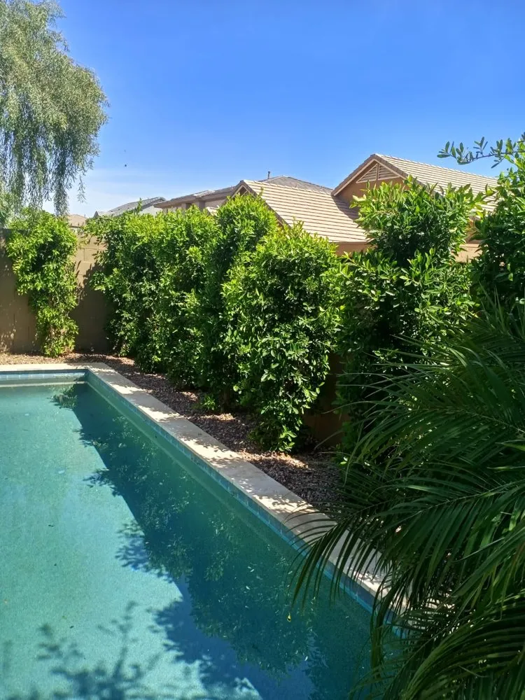 Custom yard cleanup service with custom design across Gilbert, AZ - JNK Landscaping and Pools