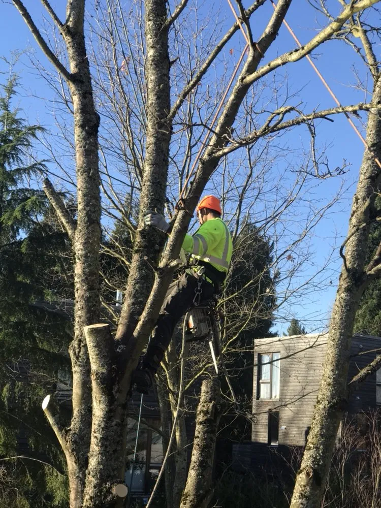 Local landscaping services in Portland, OR - JNT TREE CARE