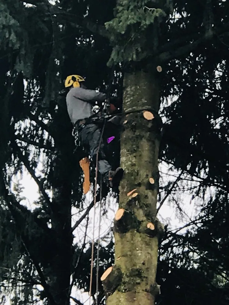 Affordable yard maintenance for beautiful yards across Portland, OR - JNT TREE CARE