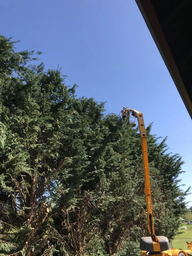 Professional yard maintenance in Portland, OR by JNT TREE CARE