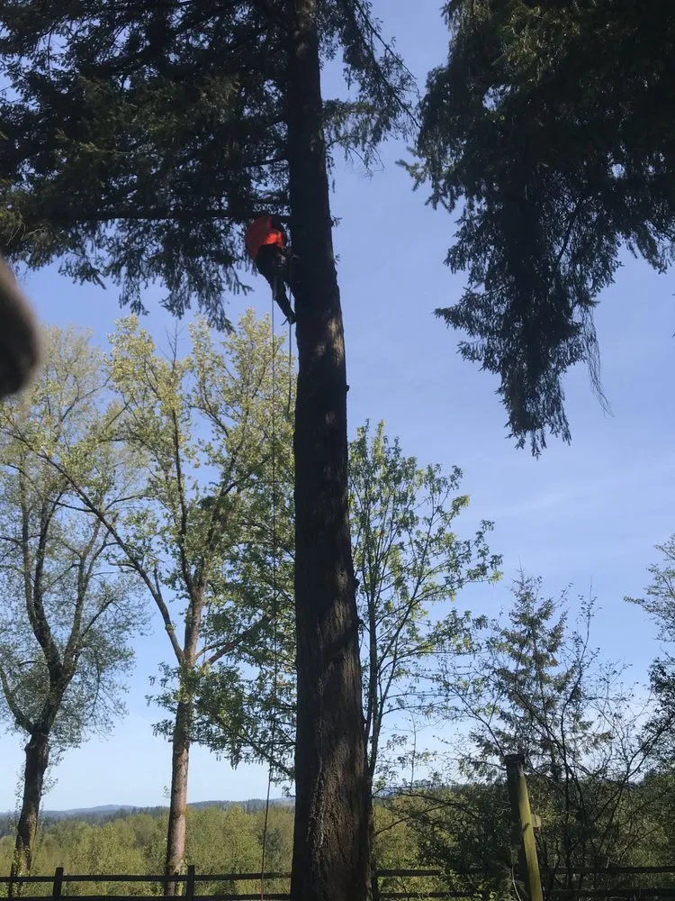 Expert yard maintenance for year-round maintenance across Portland, OR - JNT TREE CARE