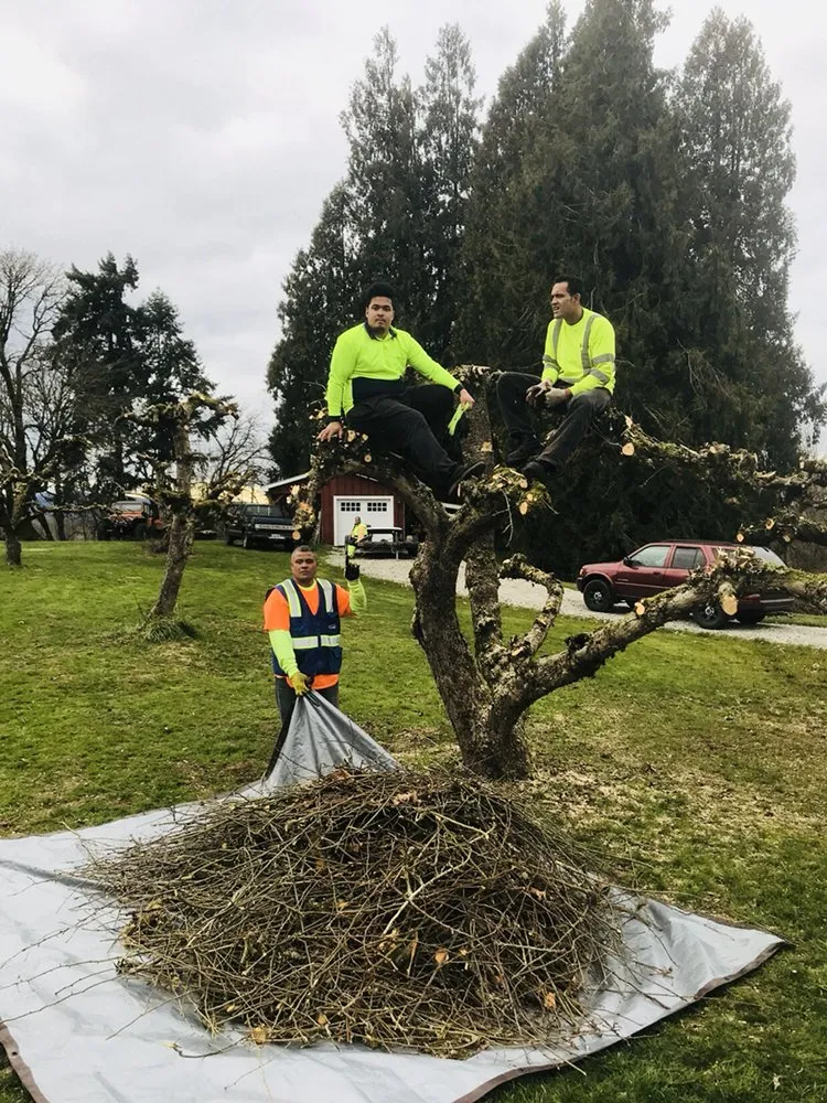Affordable outdoor landscaping with custom design across Portland, OR - JNT TREE CARE