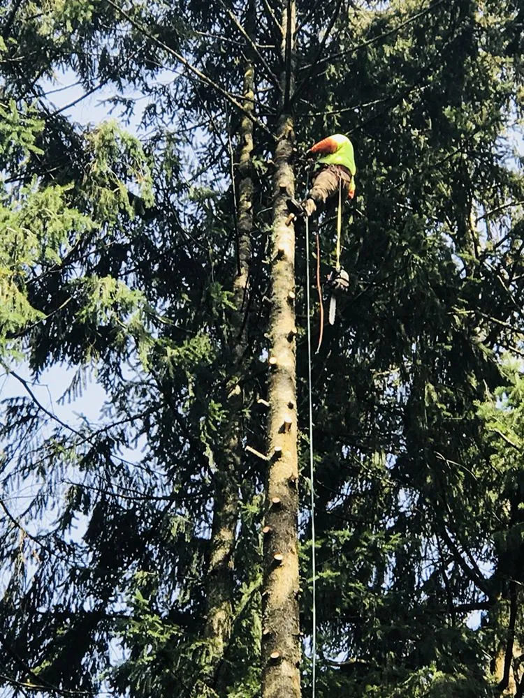 Local residential landscaping for beautiful yards across Portland, OR - JNT TREE CARE