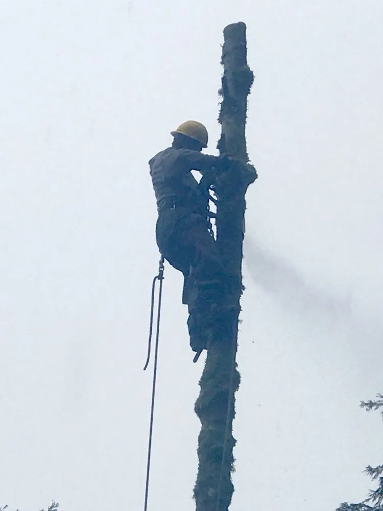 Affordable landscape design in Portland, OR by JNT TREE CARE