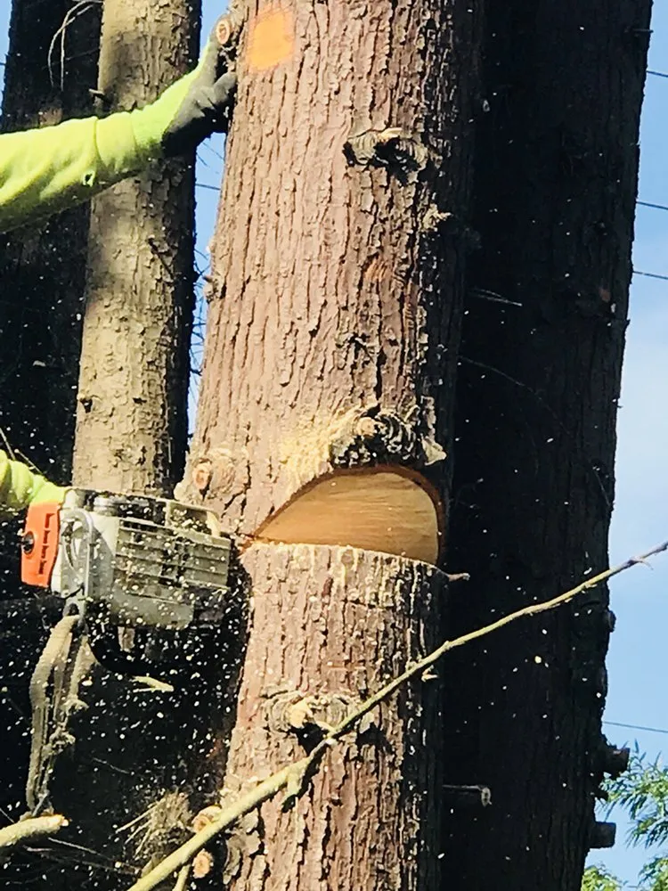 Professional lawn mowing service in Portland, OR - JNT TREE CARE