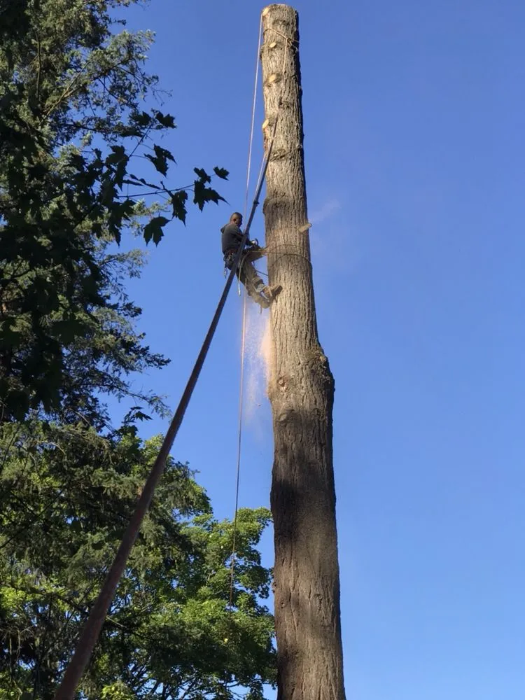 Affordable yard cleanup service near you in Portland, OR by JNT TREE CARE